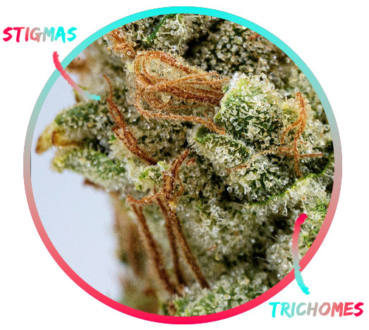 Stigmas and Trichomes in Buds/ Weed