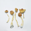 Blue Meanie Magic Mushrooms
