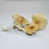 Golden Teacher Magic Mushrooms