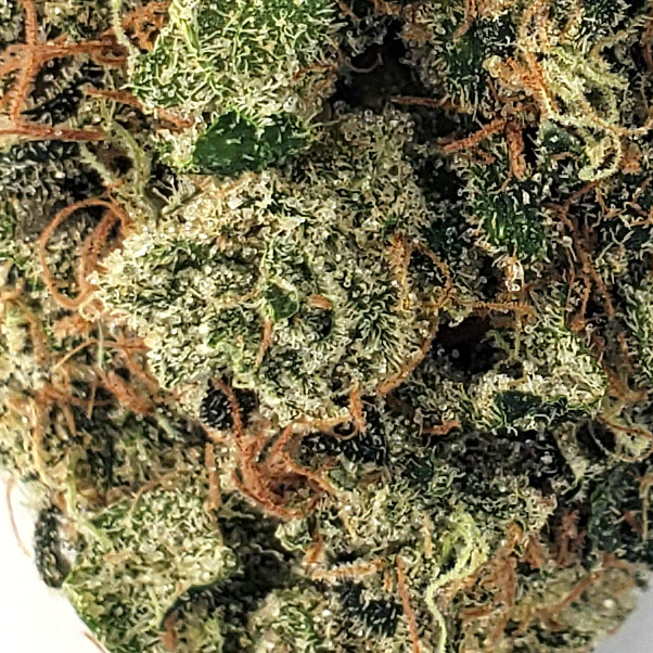 9 lb Hammer Marijuana Strain