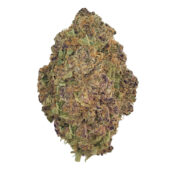 Purple Haze Marijuana Strain