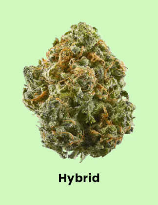 Shop Hybrid Cannabis