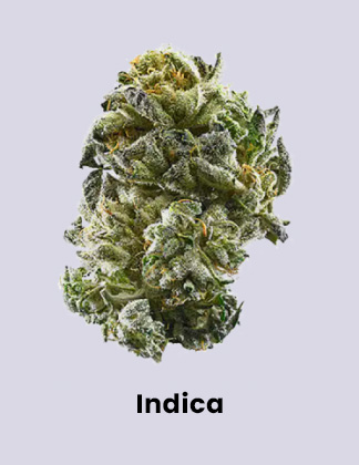 Shop Indica Cannabis