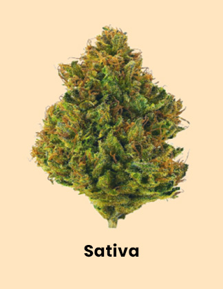 Shop Sativa Cannabis