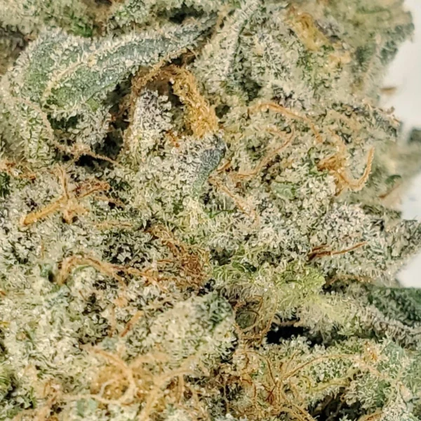 Big Buddha Cheese Marijuana strain