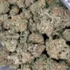 Jungle Diamond strain