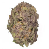 Purple Haze Marijuana Strain