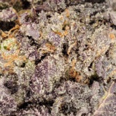 Purple Haze Marijuana Strain