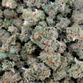 Tropicana Haze Marijuana Strain