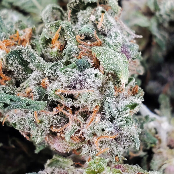 Tropicana Haze Marijuana Strain