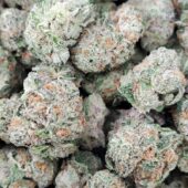 Tangerine Dream Marijuana Strain