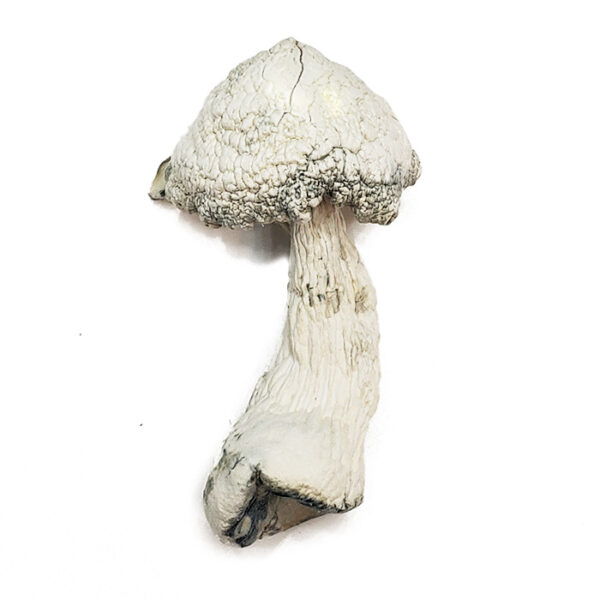 Albino Avery Magic Mushroom