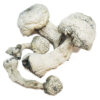 Albino Avery Magic Mushroom