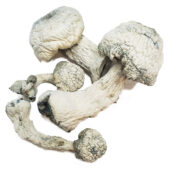 Albino Avery Magic Mushroom