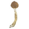 Amazonian Magic Mushroom