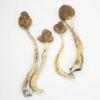 Amazonian Magic Mushroom