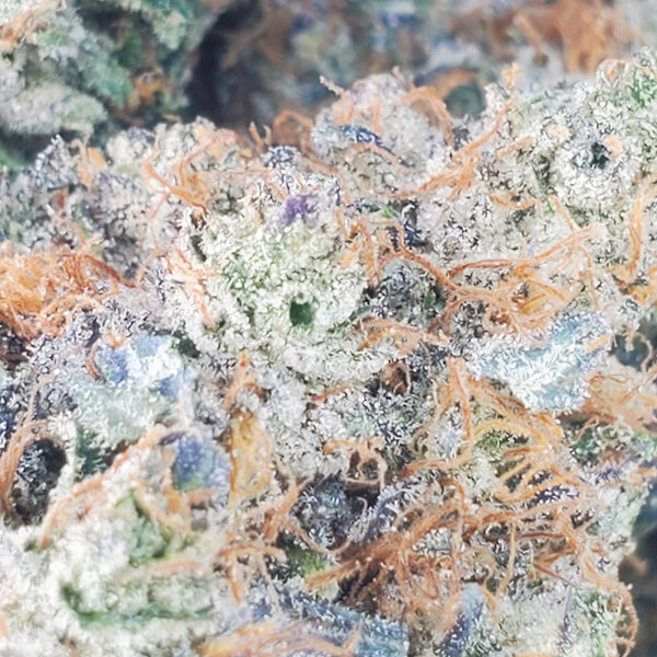 Island Pink Kush Marijuana Strain