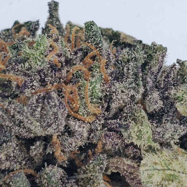 Purple Haze Marijuana Strain