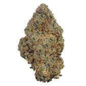 Purple Nuken Marijuana Strain