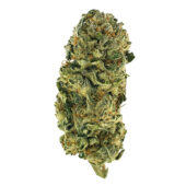 Mimosa Marijuana Strain
