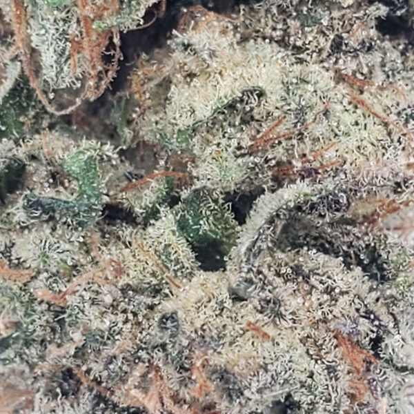 Mimosa Marijuana Strain