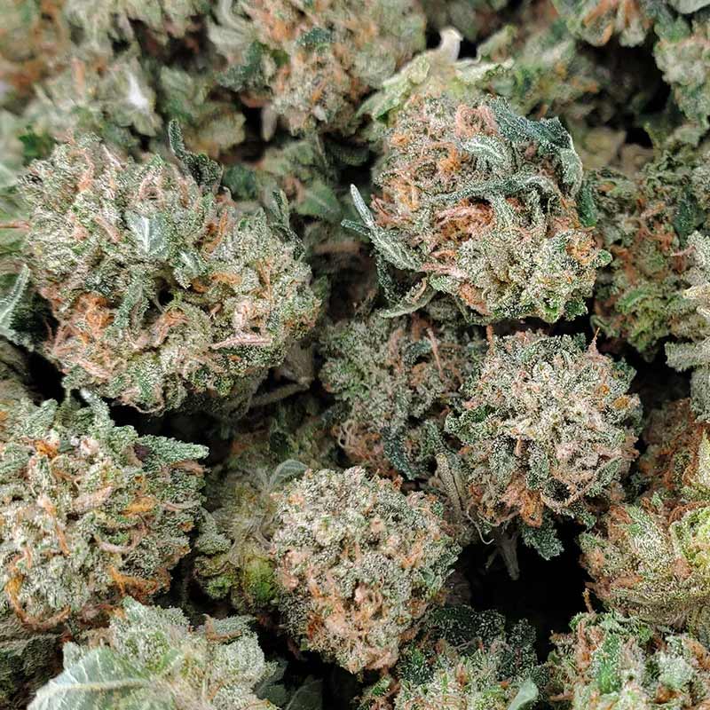 Pink Kush Marijuana Strain