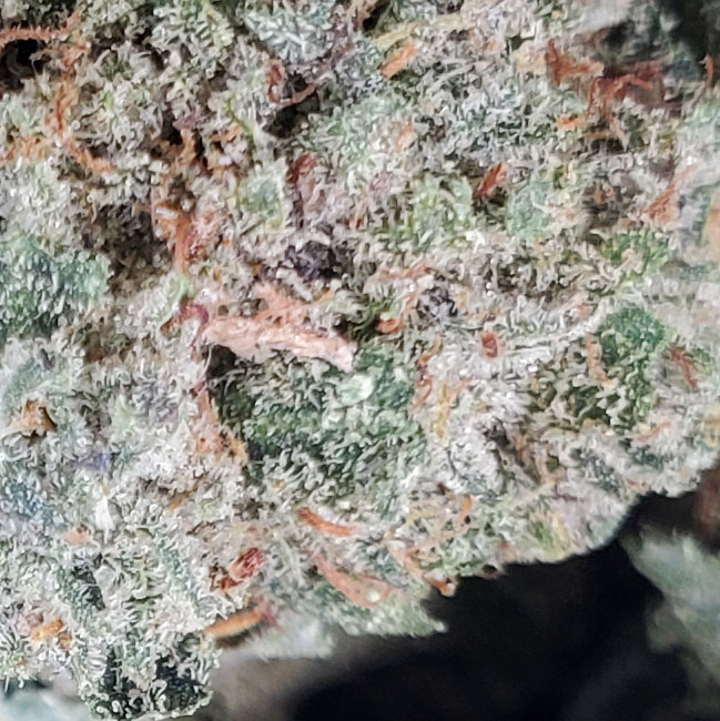 California Gas Marijuana Strain