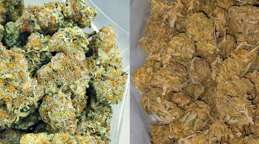 High vs Low Quality Cannabis