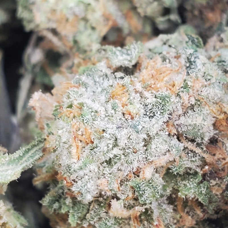 Zack's Cake Marijuana Strain