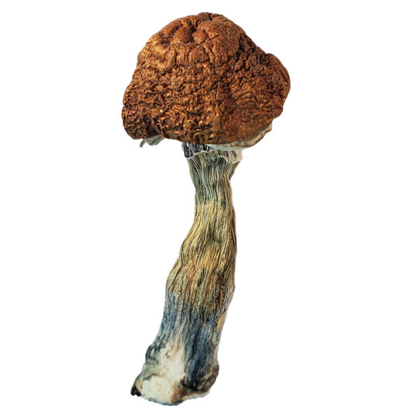 Malabar Magic Mushrooms