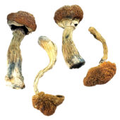 Malabar Magic Mushrooms