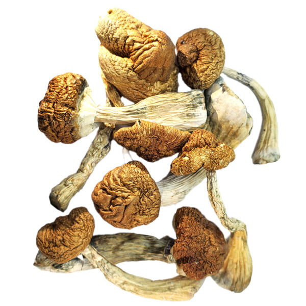 Malabar Magic Mushrooms