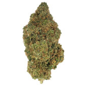 Orangeade Marijuana Strain