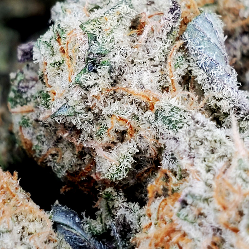 Gelato Cake Marijuana Strain