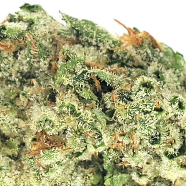 Astro Pink Marijuana Strain