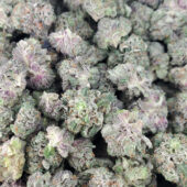 Black Tuna Marijuana Strain