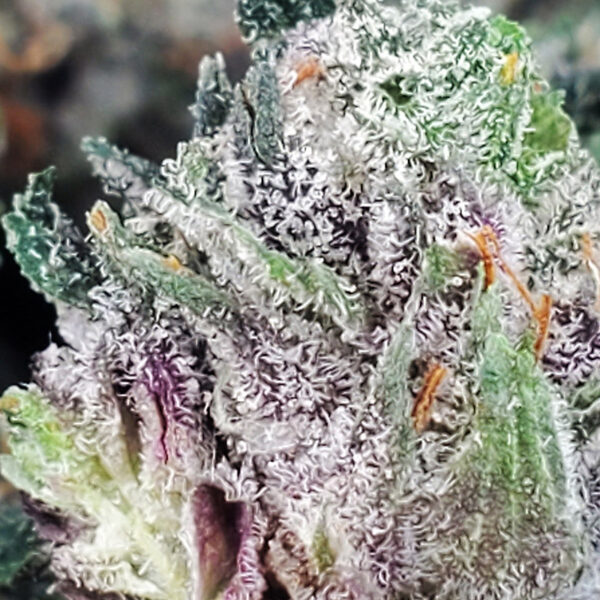 Black Tuna Marijuana Strain