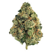 Gas Truffle Marijuana Strain