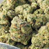 Gas Truffle Marijuana Strain