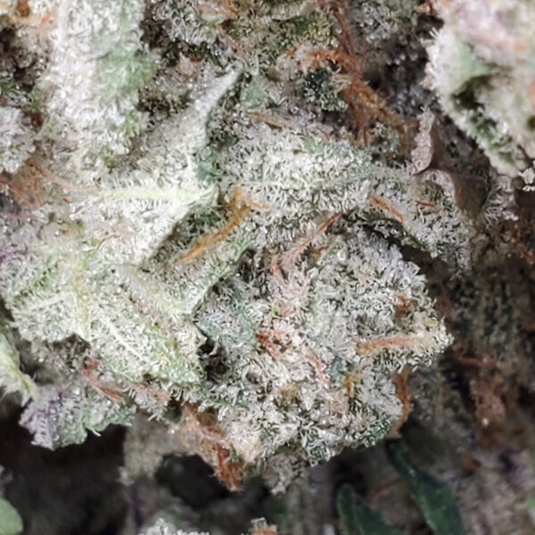 Guava Marijuana Strain