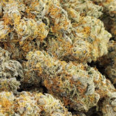 Orange Kush Cake Marijuana Strain