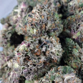 Pink Tuna Marijuana Strain