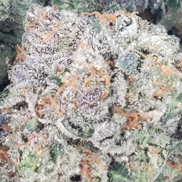 Pink Tuna Marijuana Strain