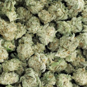 Cereal Milk Marijuana Strain