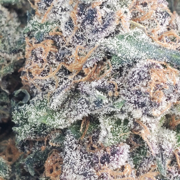 Blue Monkey Marijuana Strain