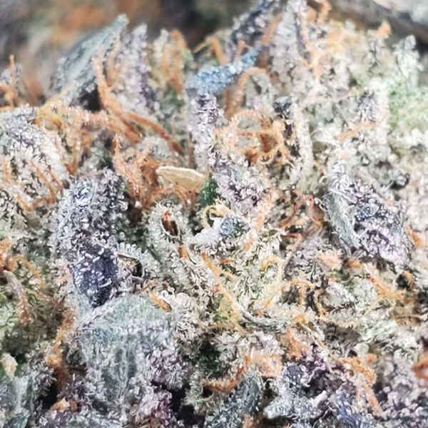 Pine Tar Kush Marijuana Strain