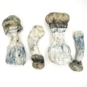Albino Bluey Vuitton Magic Mushrooms
