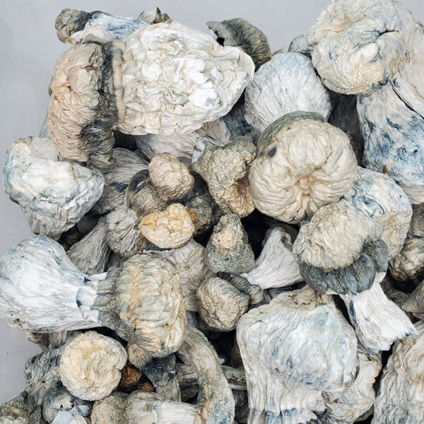 Albino Bluey Vuitton Magic Mushrooms