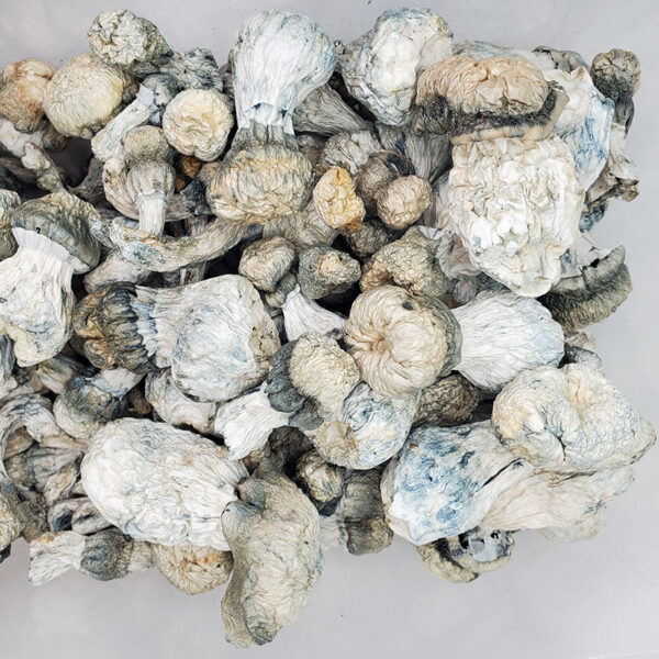 Albino Bluey Vuitton Magic Mushrooms