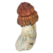 B+ Magic Mushrooms